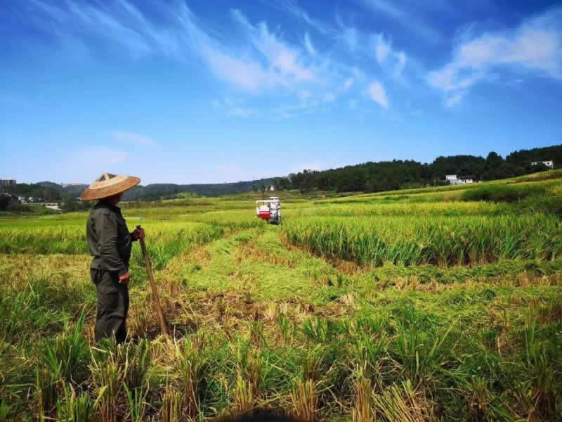 农业种植